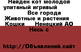 Найден кот,молодой упитаный игривый 12.03.2017 - Все города Животные и растения » Кошки   . Ненецкий АО,Несь с.